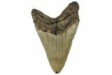 Fossil Megalodon Tooth - North Carolina #299023-2